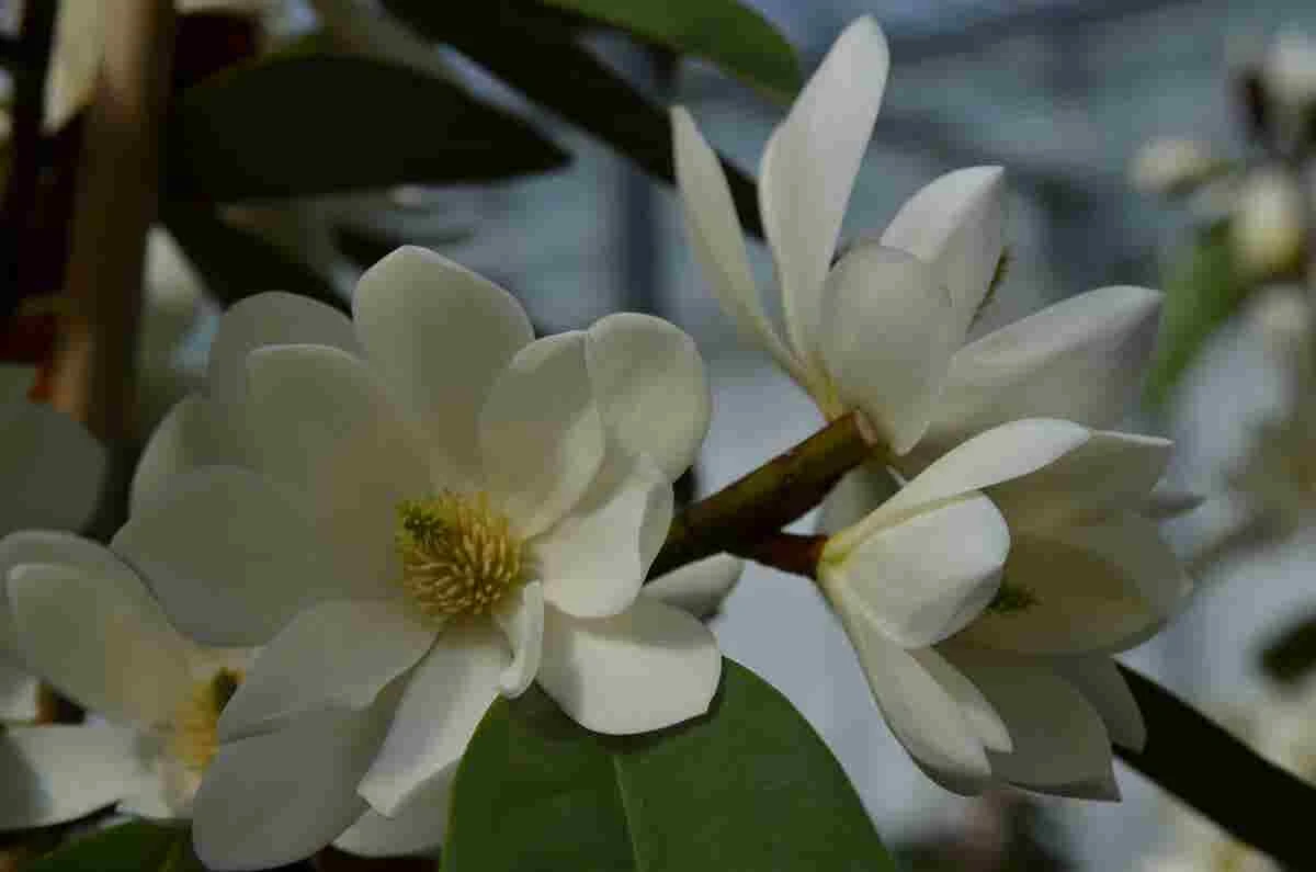 Michelia 'Fairy Magnolia White' 4 Michelia 'Fairy Magnolia White' - Afbeelding 4
