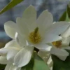 Michelia 'Fairy Magnolia White'