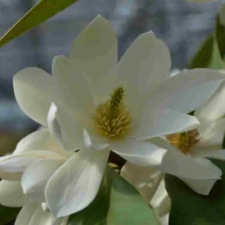 Nieuwe Producten 9 Michelia 'Fairy Magnolia White'