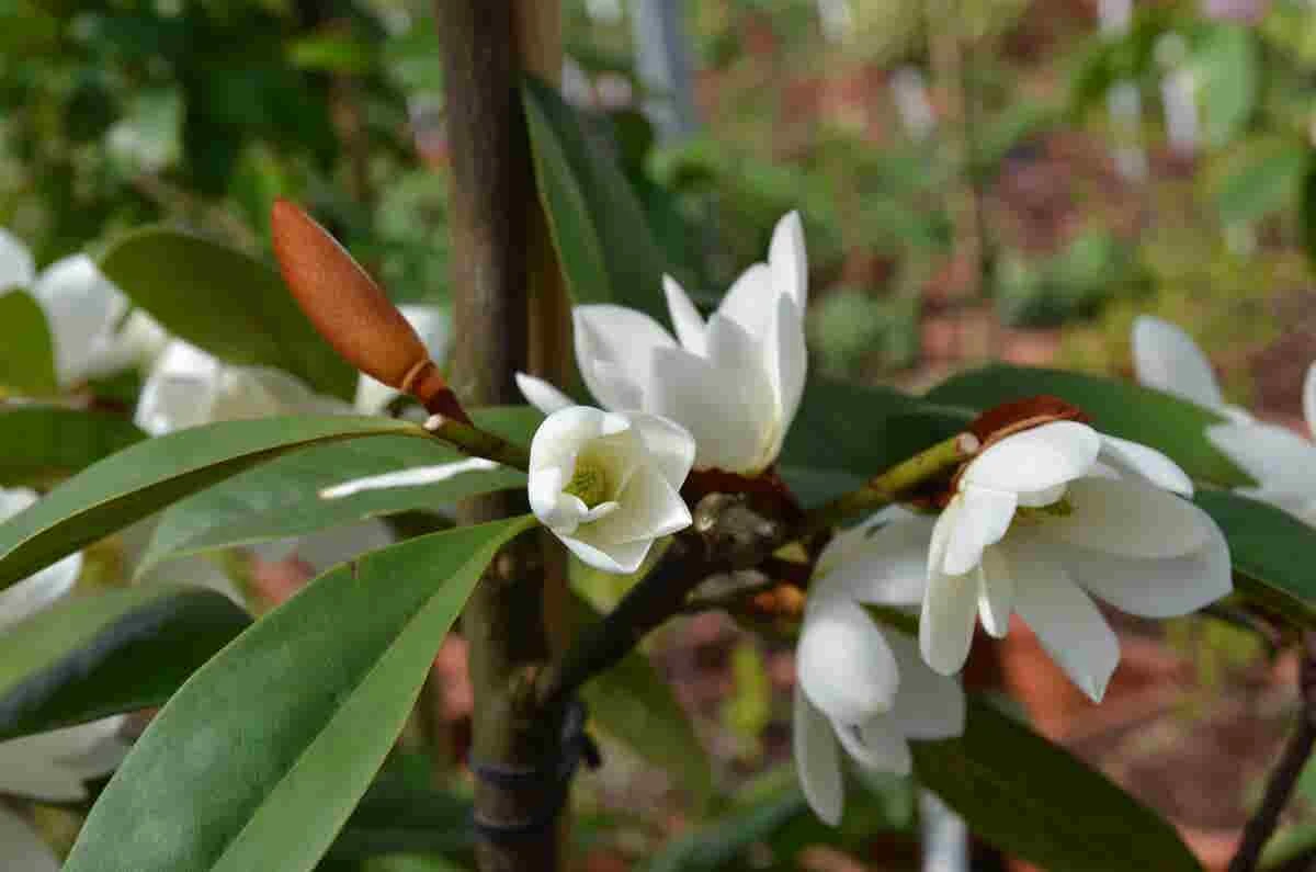 Michelia 'Fairy Magnolia White' 3 Michelia 'Fairy Magnolia White' - Afbeelding 3