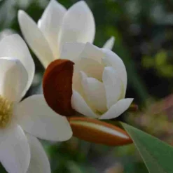 Nieuwe Producten -Exporteren Tuin Sprank Winkel michelia fairy magnolia blush 4 1