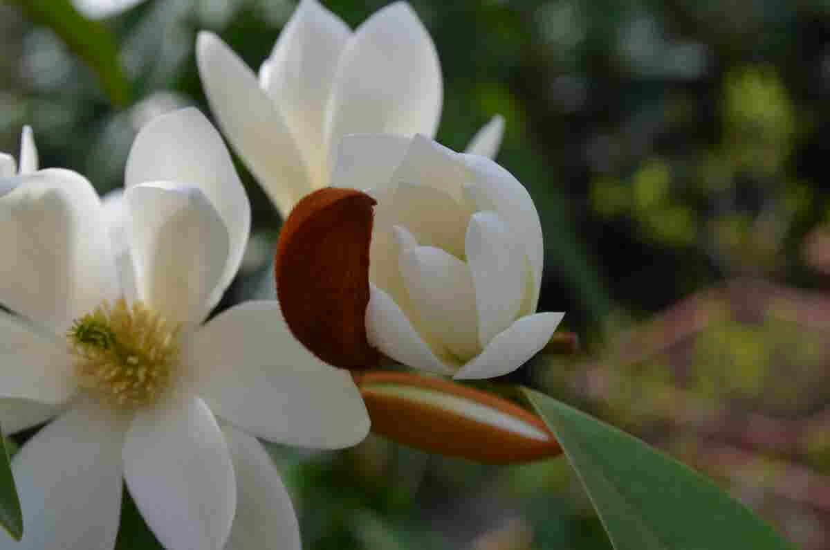 Michelia 'Fairy Magnolia White' 2 Michelia 'Fairy Magnolia White' - Afbeelding 2