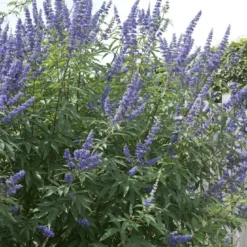 Monikkenpeper (Vitex Agnus-castus)