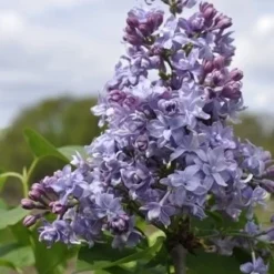 Sering (Syringa Vulgaris 'Nadezhda')
