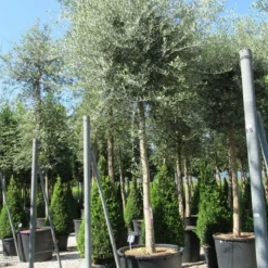 Olijfboom (Olea Europaea ) -Exporteren Tuin Sprank Winkel olea 1