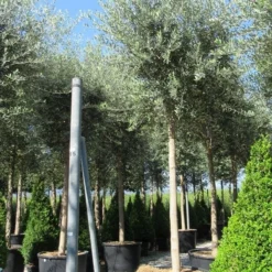 Olijfboom (Olea Europaea ) -Exporteren Tuin Sprank Winkel olea 2 1