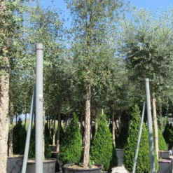Olijfboom (Olea Europaea ) -Exporteren Tuin Sprank Winkel olea 3 1