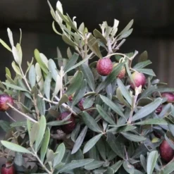 Olijf Als Struik (Olea Europaea) 18 Olijf Als Struik (Olea Europaea) -Exporteren Tuin Sprank Winkel olea europaea 1 1
