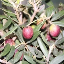 Olijf Als Struik (Olea Europaea) 17 Olijf Als Struik (Olea Europaea) -Exporteren Tuin Sprank Winkel olea europaea 2 1