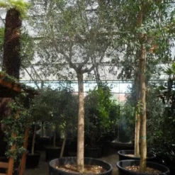 Olijfboom (Olea Europaea ) -Exporteren Tuin Sprank Winkel olea europaea 40 45ho c750 1