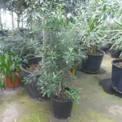 Olijf Als Struik (Olea Europaea) 21 Olijf Als Struik (Olea Europaea) -Exporteren Tuin Sprank Winkel olea europaea struikvorm 80 100 c20