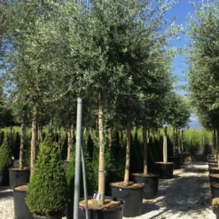 Olijfboom (Olea Europaea ) -Exporteren Tuin Sprank Winkel olea europea 25 30 1