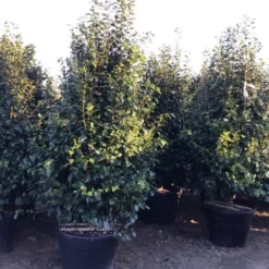 Camelia (Camellia Japonica ‘Perfection White’) 7 Camelia (Camellia Japonica ‘Perfection White’) -Exporteren Tuin Sprank Winkel perfectionwhite200cm