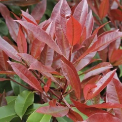 Glansmispel, Pyramide (Photinia Fraseri 'Red Robin' ) -Exporteren Tuin Sprank Winkel photinia fraseri red robin01 5