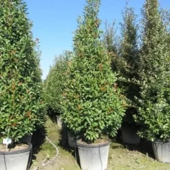 Glansmispel, Pyramide (Photinia Fraseri 'Red Robin' ) -Exporteren Tuin Sprank Winkel photinia fraseri red robin piramide