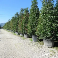 Glansmispel, Pyramide (Photinia Fraseri 'Red Robin' ) -Exporteren Tuin Sprank Winkel photinia fraseri red robin piramide 2