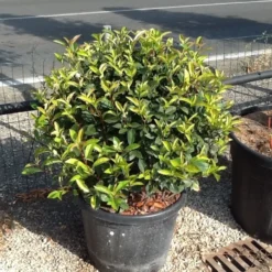 Glansmispel Als Bolvorm (Photinia Fraseri 'Carré Rouge') 6 Glansmispel Als Bolvorm (Photinia Fraseri 'Carré Rouge') -Exporteren Tuin Sprank Winkel photiniacarrerougebal02