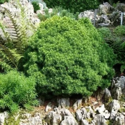 Kogelspar (Picea Glauca 'Alberta Globe') -Exporteren Tuin Sprank Winkel picea glauca alberta globe