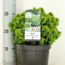 Kogelspar (Picea Glauca 'Alberta Globe')