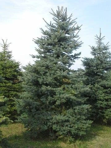 Blauwspar (Picea Pungens 'Glauca') 4 Blauwspar (Picea Pungens 'Glauca') - Afbeelding 4