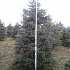 Blauwspar (Picea Pungens 'Glauca') 12 Blauwspar (Picea Pungens 'Glauca') -Exporteren Tuin Sprank Winkel picea p glauca 350 1