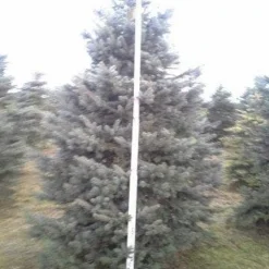 Blauwspar (Picea Pungens 'Glauca') 13 Blauwspar (Picea Pungens 'Glauca') -Exporteren Tuin Sprank Winkel picea p glauca 350 1 1