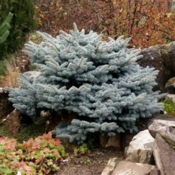 Colorado Spar (Picea Pungens 'Glauca Globosa') 12 Colorado Spar (Picea Pungens 'Glauca Globosa') -Exporteren Tuin Sprank Winkel picea pungens glauca globosa