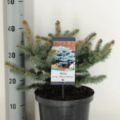 Colorado Spar (Picea Pungens 'Glauca Globosa') 11 Colorado Spar (Picea Pungens 'Glauca Globosa') -Exporteren Tuin Sprank Winkel picea pungens glauca globosa c5 m