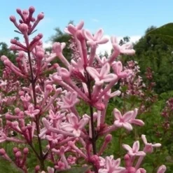 Dwergsering Op Stam (Syringa Bloomerang® 'Pink Perfume')