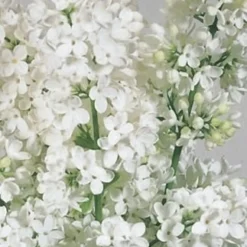 Mongoolse Sering (Syringa 'Pinnatifolia')