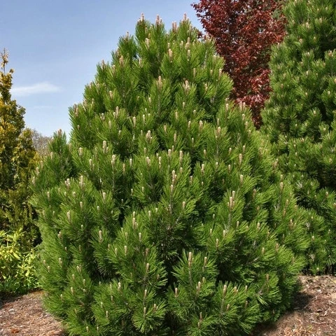 Bosnische Den (Pinus Heldreichii 'Compact Gem') 3 Bosnische Den (Pinus Heldreichii 'Compact Gem') - Afbeelding 3