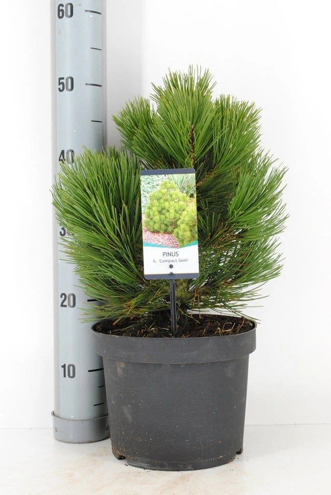 Bosnische Den (Pinus Heldreichii 'Compact Gem') 2 Bosnische Den (Pinus Heldreichii 'Compact Gem') - Afbeelding 2
