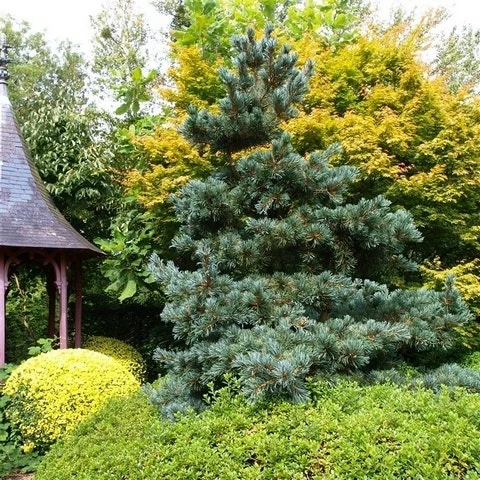 Blauwe Japanse Den (Pinus Parviflora 'Glauca') 5 Blauwe Japanse Den (Pinus Parviflora 'Glauca') - Afbeelding 5