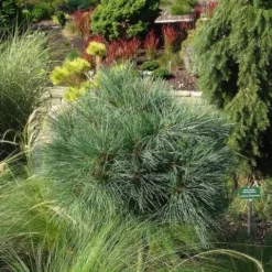 Bergden (Pinus Strobus 'Radiata') 7 Bergden (Pinus Strobus 'Radiata') -Exporteren Tuin Sprank Winkel pinus strobus radiata