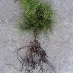 Grove Den, Solitair (Pinus Sylvestris) 27 Grove Den, Solitair (Pinus Sylvestris) -Exporteren Tuin Sprank Winkel pinus sylvesteris 1530 2