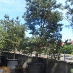 Grove Den, Solitair (Pinus Sylvestris) 24 Grove Den, Solitair (Pinus Sylvestris) -Exporteren Tuin Sprank Winkel pinus sylvestris 350 400 450 c1000