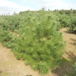 Grove Den, Solitair (Pinus Sylvestris) 19 Grove Den, Solitair (Pinus Sylvestris) -Exporteren Tuin Sprank Winkel pinussylv 125 150 13 9 2014