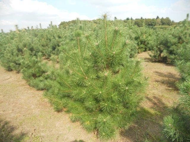 Grove Den, Solitair (Pinus Sylvestris) 6 Grove Den, Solitair (Pinus Sylvestris) - Afbeelding 6