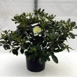 Rhododendron (Rhododendron 'Horizon Monarch') -Exporteren Tuin Sprank Winkel r. horizon monarch c40