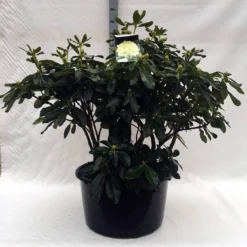 Rhododendron (Rhododendron 'Horizon Monarch') -Exporteren Tuin Sprank Winkel r. horizon monarch c80