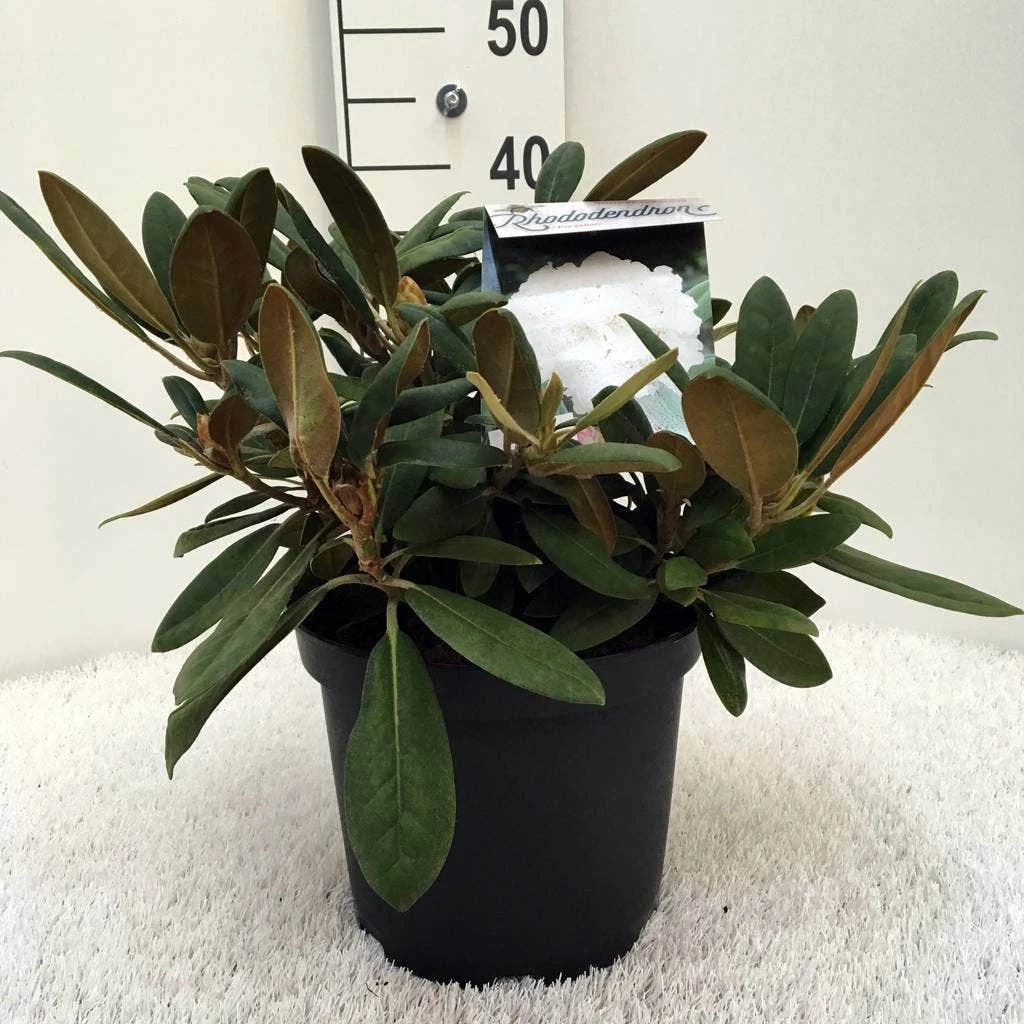 Dwergrhododendron (Rhododendron 'Porzellan') 6 Dwergrhododendron (Rhododendron 'Porzellan') - Afbeelding 6