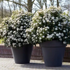 Nieuwe Producten 3 Sneeuwbal Als Bolvorm (Viburnum Tinus 'Eve Price')