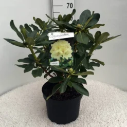 Rhododendron (Rhododendron 'Horizon Monarch') -Exporteren Tuin Sprank Winkel rh. horizon monarch c10 50 cm