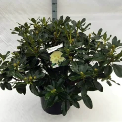 Rhododendron (Rhododendron 'Horizon Monarch') -Exporteren Tuin Sprank Winkel rh. horizon monarch c40