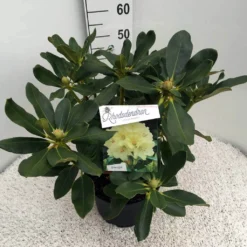 Rhododendron (Rhododendron 'Horizon Monarch') -Exporteren Tuin Sprank Winkel rho. horizon monarch c10 50 cm