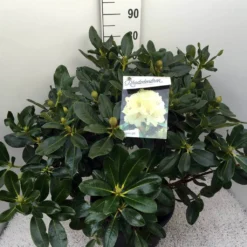 Rhododendron (Rhododendron 'Horizon Monarch') -Exporteren Tuin Sprank Winkel rho. horizon monarch c20