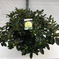 Rhododendron (Rhododendron 'Horizon Monarch') -Exporteren Tuin Sprank Winkel rho. horizon monarch c40