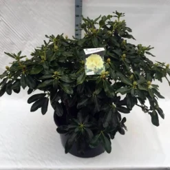 Rhododendron (Rhododendron 'Horizon Monarch') -Exporteren Tuin Sprank Winkel rho. horizon monarch c80