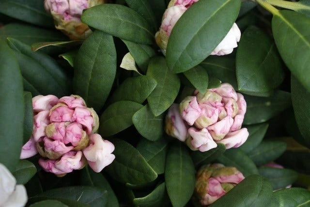 Dwergrhododendron (Rhododendron 'Porzellan') 2 Dwergrhododendron (Rhododendron 'Porzellan') - Afbeelding 2