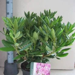 Nieuwe Producten -Exporteren Tuin Sprank Winkel rhododendron roseum elegans c5 aug
